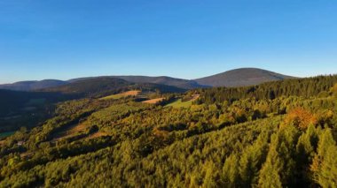 Colorado, ABD 'de sonbaharın başlarında sarı kavak ve yeşil çam ormanlarının havadan görünüşü. Resimli bir sonbahar dağ manzarası.