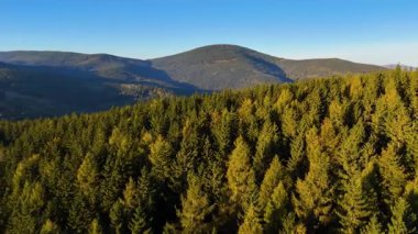 Colorado, ABD 'de sonbaharın başlarında sarı kavak ve yeşil çam ormanlarının havadan görünüşü. Resimli bir sonbahar dağ manzarası.