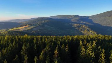 Colorado, ABD 'de sonbaharın başlarında sarı kavak ve yeşil çam ormanlarının havadan görünüşü. Resimli bir sonbahar dağ manzarası.