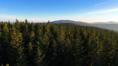Colorado, ABD 'de sonbaharın başlarında sarı kavak ve yeşil çam ormanlarının havadan görünüşü. Resimli bir sonbahar dağ manzarası.