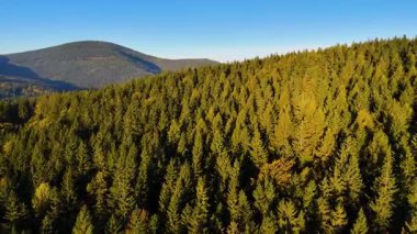 Colorado, ABD 'de sonbaharın başlarında sarı kavak ve yeşil çam ormanlarının havadan görünüşü. Resimli bir sonbahar dağ manzarası.