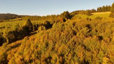 Colorado, ABD 'de sonbaharın başlarında sarı kavak ve yeşil çam ormanlarının havadan görünüşü. Resimli bir sonbahar dağ manzarası.