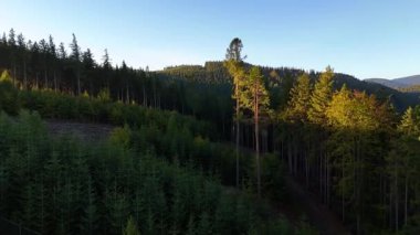 Colorado, ABD 'de sonbaharın başlarında sarı kavak ve yeşil çam ormanlarının havadan görünüşü. Resimli bir sonbahar dağ manzarası.