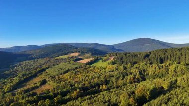 Colorado, ABD 'de sonbaharın başlarında sarı kavak ve yeşil çam ormanlarının havadan görünüşü. Resimli bir sonbahar dağ manzarası.