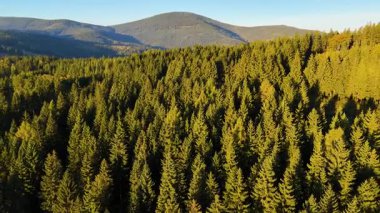 Kuzey Carolina 'daki Appalachian Dağları' nda güzel bir sabah manzarası. Sonbaharda Büyük Dumanlı Dağlar. Drone görünümü.