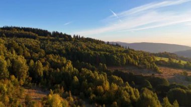 ABD 'nin Kaliforniya eyaletindeki Redwood Ulusal Parkı' nda sonbaharda yemyeşil bir çam ormanının hava görüntüsü. Bir dron vahşi ormanın üzerinde uçuyor. Manzara ağaç tepelerine kadar uzanıyor..