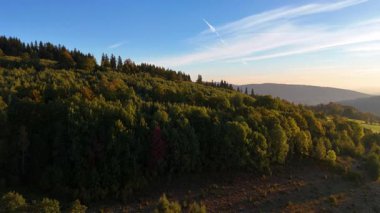 ABD 'nin Kaliforniya eyaletindeki Redwood Ulusal Parkı' nda sonbaharda yemyeşil bir çam ormanının hava görüntüsü. Bir dron vahşi ormanın üzerinde uçuyor. Manzara ağaç tepelerine kadar uzanıyor..