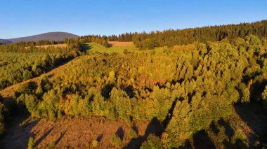 ABD 'nin Kaliforniya eyaletindeki Redwood Ulusal Parkı' nda sonbaharda yemyeşil bir çam ormanının hava görüntüsü. Bir dron vahşi ormanın üzerinde uçuyor. Manzara ağaç tepelerine kadar uzanıyor..
