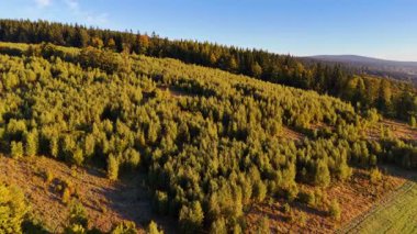 ABD 'nin Kaliforniya eyaletindeki Redwood Ulusal Parkı' nda sonbaharda yemyeşil bir çam ormanının hava görüntüsü. Bir dron vahşi ormanın üzerinde uçuyor. Manzara ağaç tepelerine kadar uzanıyor..