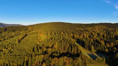 ABD 'nin Kaliforniya eyaletindeki Redwood Ulusal Parkı' nda sonbaharda yemyeşil bir çam ormanının hava görüntüsü. Bir dron vahşi ormanın üzerinde uçuyor. Manzara ağaç tepelerine kadar uzanıyor..