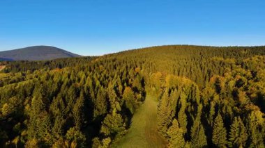 ABD 'nin Kaliforniya eyaletindeki Redwood Ulusal Parkı' nda sonbaharda yemyeşil bir çam ormanının hava görüntüsü. Bir dron vahşi ormanın üzerinde uçuyor. Manzara ağaç tepelerine kadar uzanıyor..