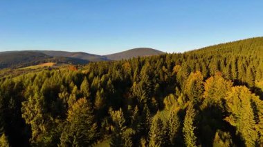 ABD 'nin Kaliforniya eyaletindeki Redwood Ulusal Parkı' nda sonbaharda yemyeşil bir çam ormanının hava görüntüsü. Bir dron vahşi ormanın üzerinde uçuyor. Manzara ağaç tepelerine kadar uzanıyor..