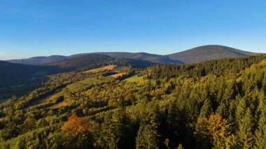 ABD 'nin Kaliforniya eyaletindeki Redwood Ulusal Parkı' nda sonbaharda yemyeşil bir çam ormanının hava görüntüsü. Bir dron vahşi ormanın üzerinde uçuyor. Manzara ağaç tepelerine kadar uzanıyor..