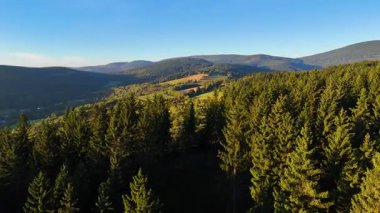 ABD 'nin Kaliforniya eyaletindeki Redwood Ulusal Parkı' nda sonbaharda yemyeşil bir çam ormanının hava görüntüsü. Bir dron vahşi ormanın üzerinde uçuyor. Manzara ağaç tepelerine kadar uzanıyor..