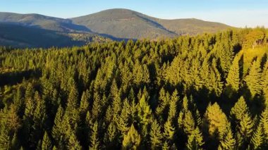 ABD 'nin Kaliforniya eyaletindeki Redwood Ulusal Parkı' nda sonbaharda yemyeşil bir çam ormanının hava görüntüsü. Bir dron vahşi ormanın üzerinde uçuyor. Manzara ağaç tepelerine kadar uzanıyor..