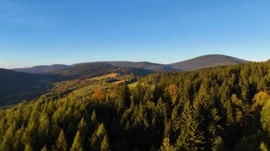ABD 'nin Kaliforniya eyaletindeki Redwood Ulusal Parkı' nda sonbaharda yemyeşil bir çam ormanının hava görüntüsü. Bir dron vahşi ormanın üzerinde uçuyor. Manzara ağaç tepelerine kadar uzanıyor..