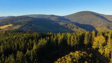 ABD 'nin Kaliforniya eyaletindeki Redwood Ulusal Parkı' nda sonbaharda yemyeşil bir çam ormanının hava görüntüsü. Bir dron vahşi ormanın üzerinde uçuyor. Manzara ağaç tepelerine kadar uzanıyor..