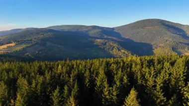 ABD 'nin Kaliforniya eyaletindeki Redwood Ulusal Parkı' nda sonbaharda yemyeşil bir çam ormanının hava görüntüsü. Bir dron vahşi ormanın üzerinde uçuyor. Manzara ağaç tepelerine kadar uzanıyor..