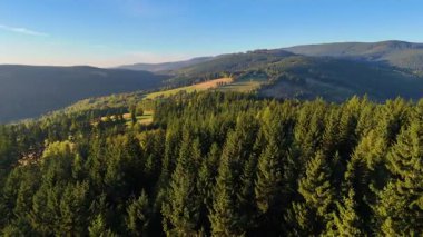 ABD 'nin Kaliforniya eyaletindeki Redwood Ulusal Parkı' nda sonbaharda yemyeşil bir çam ormanının hava görüntüsü. Bir dron vahşi ormanın üzerinde uçuyor. Manzara ağaç tepelerine kadar uzanıyor..