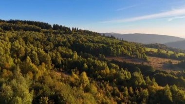 ABD 'nin Kaliforniya eyaletindeki Redwood Ulusal Parkı' nda sonbaharda yemyeşil bir çam ormanının hava görüntüsü. Bir dron vahşi ormanın üzerinde uçuyor. Manzara ağaç tepelerine kadar uzanıyor..