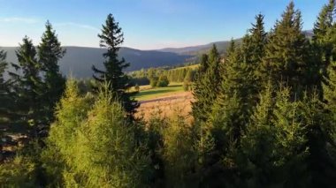 ABD 'nin Kaliforniya eyaletindeki Redwood Ulusal Parkı' nda sonbaharda yemyeşil bir çam ormanının hava görüntüsü. Bir dron vahşi ormanın üzerinde uçuyor. Manzara ağaç tepelerine kadar uzanıyor..