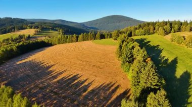ABD 'nin Kaliforniya eyaletindeki Redwood Ulusal Parkı' nda sonbaharda yemyeşil bir çam ormanının hava görüntüsü. Bir dron vahşi ormanın üzerinde uçuyor. Manzara ağaç tepelerine kadar uzanıyor..