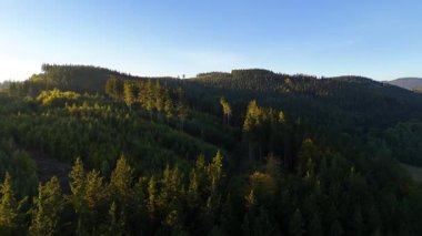 ABD 'nin Kaliforniya eyaletindeki Redwood Ulusal Parkı' nda sonbaharda yemyeşil bir çam ormanının hava görüntüsü. Bir dron vahşi ormanın üzerinde uçuyor. Manzara ağaç tepelerine kadar uzanıyor..