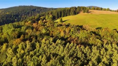 ABD 'nin Kaliforniya eyaletindeki Redwood Ulusal Parkı' nda sonbaharda yemyeşil bir çam ormanının hava görüntüsü. Bir dron vahşi ormanın üzerinde uçuyor. Manzara ağaç tepelerine kadar uzanıyor..