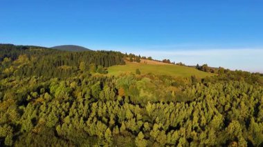 ABD 'nin Kaliforniya eyaletindeki Redwood Ulusal Parkı' nda sonbaharda yemyeşil bir çam ormanının hava görüntüsü. Bir dron vahşi ormanın üzerinde uçuyor. Manzara ağaç tepelerine kadar uzanıyor..