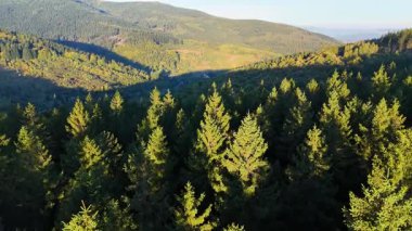 ABD 'nin Kaliforniya eyaletindeki Redwood Ulusal Parkı' nda sonbaharda yemyeşil bir çam ormanının hava görüntüsü. Bir dron vahşi ormanın üzerinde uçuyor. Manzara ağaç tepelerine kadar uzanıyor..