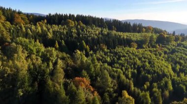 ABD 'nin Kaliforniya eyaletindeki Redwood Ulusal Parkı' nda sonbaharda yemyeşil bir çam ormanının hava görüntüsü. Bir dron vahşi ormanın üzerinde uçuyor. Manzara ağaç tepelerine kadar uzanıyor..