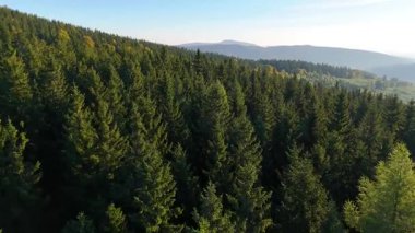 ABD 'nin Kaliforniya eyaletindeki Redwood Ulusal Parkı' nda sonbaharda yemyeşil bir çam ormanının hava görüntüsü. Bir dron vahşi ormanın üzerinde uçuyor. Manzara ağaç tepelerine kadar uzanıyor..