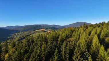 ABD 'nin Kaliforniya eyaletindeki Redwood Ulusal Parkı' nda sonbaharda yemyeşil bir çam ormanının hava görüntüsü. Bir dron vahşi ormanın üzerinde uçuyor. Manzara ağaç tepelerine kadar uzanıyor..