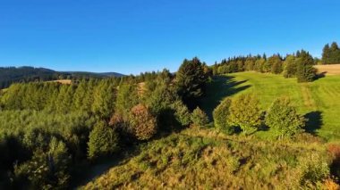 ABD 'nin Kaliforniya eyaletindeki Redwood Ulusal Parkı' nda sonbaharda yemyeşil bir çam ormanının hava görüntüsü. Bir dron vahşi ormanın üzerinde uçuyor. Manzara ağaç tepelerine kadar uzanıyor..