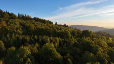 Bir İHA, ABD 'nin Kaliforniya eyaletindeki Redwood Ulusal Parkı' ndaki bir çam ormanının üzerinden uçuyor. Resimli bir sonbahar ormanlık dağ sırası. Sabah orman manzarası, 4K video.