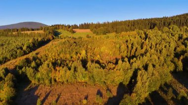 Bir İHA, ABD 'nin Kaliforniya eyaletindeki Redwood Ulusal Parkı' ndaki bir çam ormanının üzerinden uçuyor. Resimli bir sonbahar ormanlık dağ sırası. Sabah orman manzarası, 4K video.