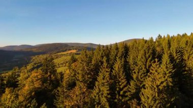 Bir İHA, ABD 'nin Kaliforniya eyaletindeki Redwood Ulusal Parkı' ndaki bir çam ormanının üzerinden uçuyor. Resimli bir sonbahar ormanlık dağ sırası. Sabah orman manzarası, 4K video.