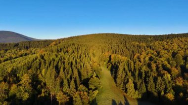 Bir İHA, ABD 'nin Kaliforniya eyaletindeki Redwood Ulusal Parkı' ndaki bir çam ormanının üzerinden uçuyor. Resimli bir sonbahar ormanlık dağ sırası. Sabah orman manzarası, 4K video.