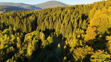 Bir İHA, ABD 'nin Kaliforniya eyaletindeki Redwood Ulusal Parkı' ndaki bir çam ormanının üzerinden uçuyor. Resimli bir sonbahar ormanlık dağ sırası. Sabah orman manzarası, 4K video.