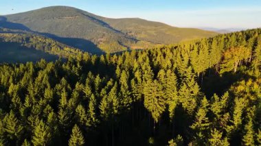 Bir İHA, ABD 'nin Kaliforniya eyaletindeki Redwood Ulusal Parkı' ndaki bir çam ormanının üzerinden uçuyor. Resimli bir sonbahar ormanlık dağ sırası. Sabah orman manzarası, 4K video.