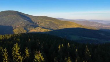Bir İHA, ABD 'nin Kaliforniya eyaletindeki Redwood Ulusal Parkı' ndaki bir çam ormanının üzerinden uçuyor. Resimli bir sonbahar ormanlık dağ sırası. Sabah orman manzarası, 4K video.