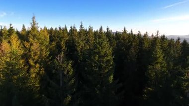 Bir İHA, ABD 'nin Kaliforniya eyaletindeki Redwood Ulusal Parkı' ndaki bir çam ormanının üzerinden uçuyor. Resimli bir sonbahar ormanlık dağ sırası. Sabah orman manzarası, 4K video.