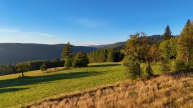 Bir İHA, ABD 'nin Kaliforniya eyaletindeki Redwood Ulusal Parkı' ndaki bir çam ormanının üzerinden uçuyor. Resimli bir sonbahar ormanlık dağ sırası. Sabah orman manzarası, 4K video.