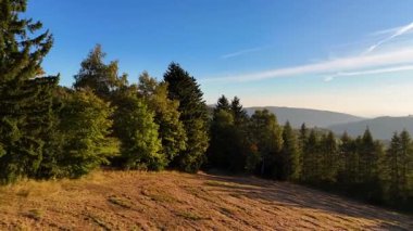 Bir İHA, ABD 'nin Kaliforniya eyaletindeki Redwood Ulusal Parkı' ndaki bir çam ormanının üzerinden uçuyor. Resimli bir sonbahar ormanlık dağ sırası. Sabah orman manzarası, 4K video.