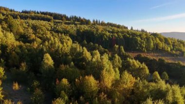 Bir İHA, ABD 'nin Kaliforniya eyaletindeki Redwood Ulusal Parkı' ndaki bir çam ormanının üzerinden uçuyor. Resimli bir sonbahar ormanlık dağ sırası. Sabah orman manzarası, 4K video.