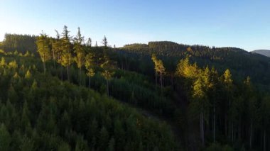 Bir İHA, ABD 'nin Kaliforniya eyaletindeki Redwood Ulusal Parkı' ndaki bir çam ormanının üzerinden uçuyor. Resimli bir sonbahar ormanlık dağ sırası. Sabah orman manzarası, 4K video.
