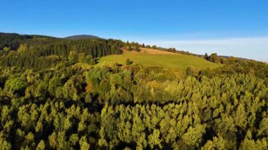 Bir İHA, ABD 'nin Kaliforniya eyaletindeki Redwood Ulusal Parkı' ndaki bir çam ormanının üzerinden uçuyor. Resimli bir sonbahar ormanlık dağ sırası. Sabah orman manzarası, 4K video.