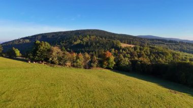 Bir İHA, ABD 'nin Kaliforniya eyaletindeki Redwood Ulusal Parkı' ndaki bir çam ormanının üzerinden uçuyor. Resimli bir sonbahar ormanlık dağ sırası. Sabah orman manzarası, 4K video.