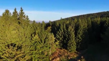 Bir İHA, ABD 'nin Kaliforniya eyaletindeki Redwood Ulusal Parkı' ndaki bir çam ormanının üzerinden uçuyor. Resimli bir sonbahar ormanlık dağ sırası. Sabah orman manzarası, 4K video.