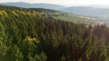 Bir İHA, ABD 'nin Kaliforniya eyaletindeki Redwood Ulusal Parkı' ndaki bir çam ormanının üzerinden uçuyor. Resimli bir sonbahar ormanlık dağ sırası. Sabah orman manzarası, 4K video.